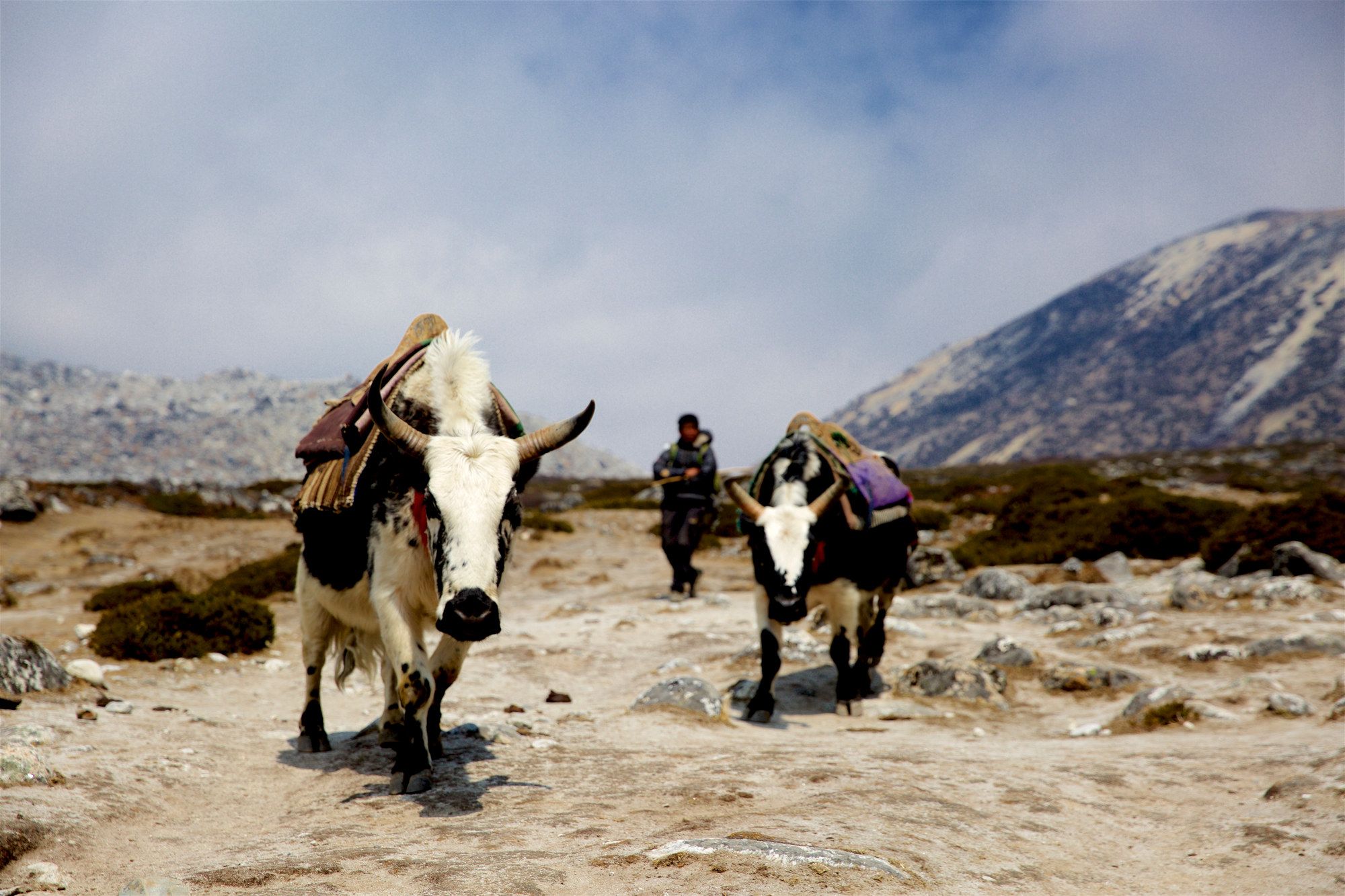 A yak train crossing a high mountain pass