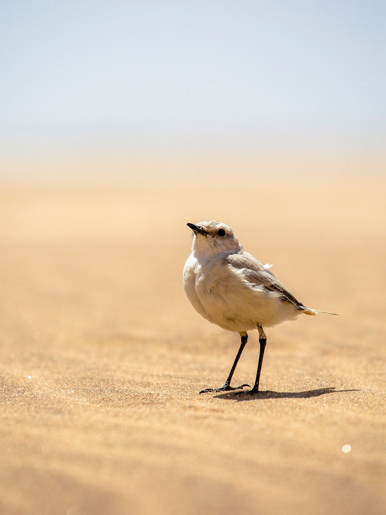 A small pale lark standing on wind-rippled sand in soft desert light