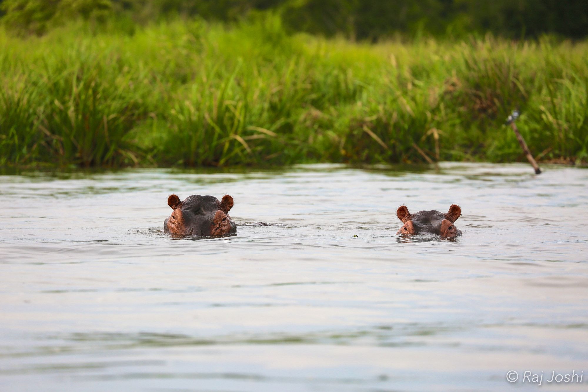 Two hippos surfacing side by side with only their eyes and ears above the water