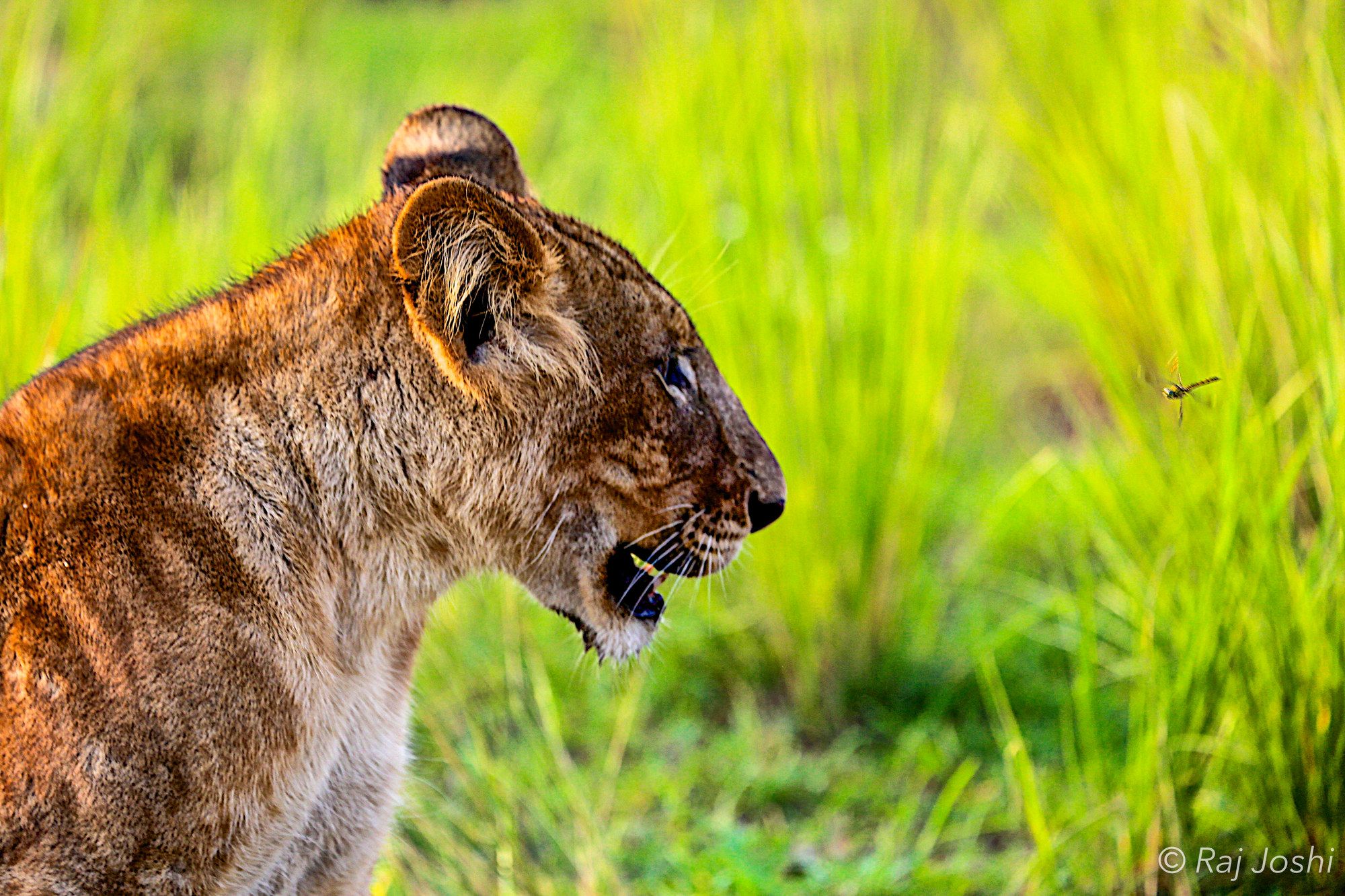 A young lioness lit by low sun, lying in tall green grass and looking to the side