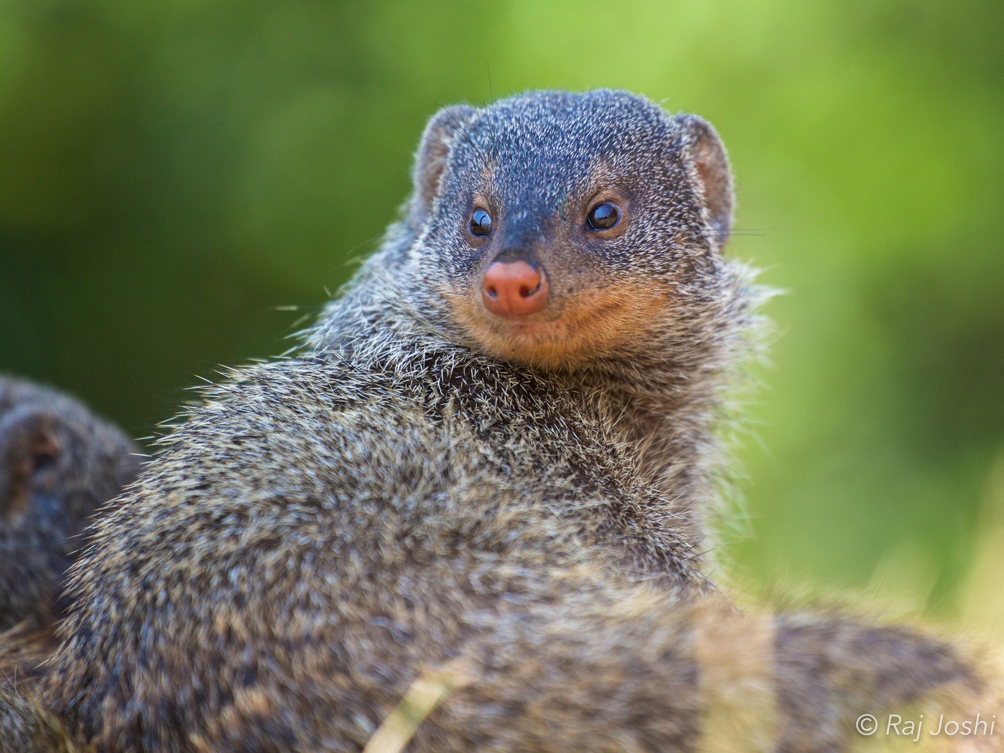 A banded mongoose standing alert in dappled bush, looking straight to camera