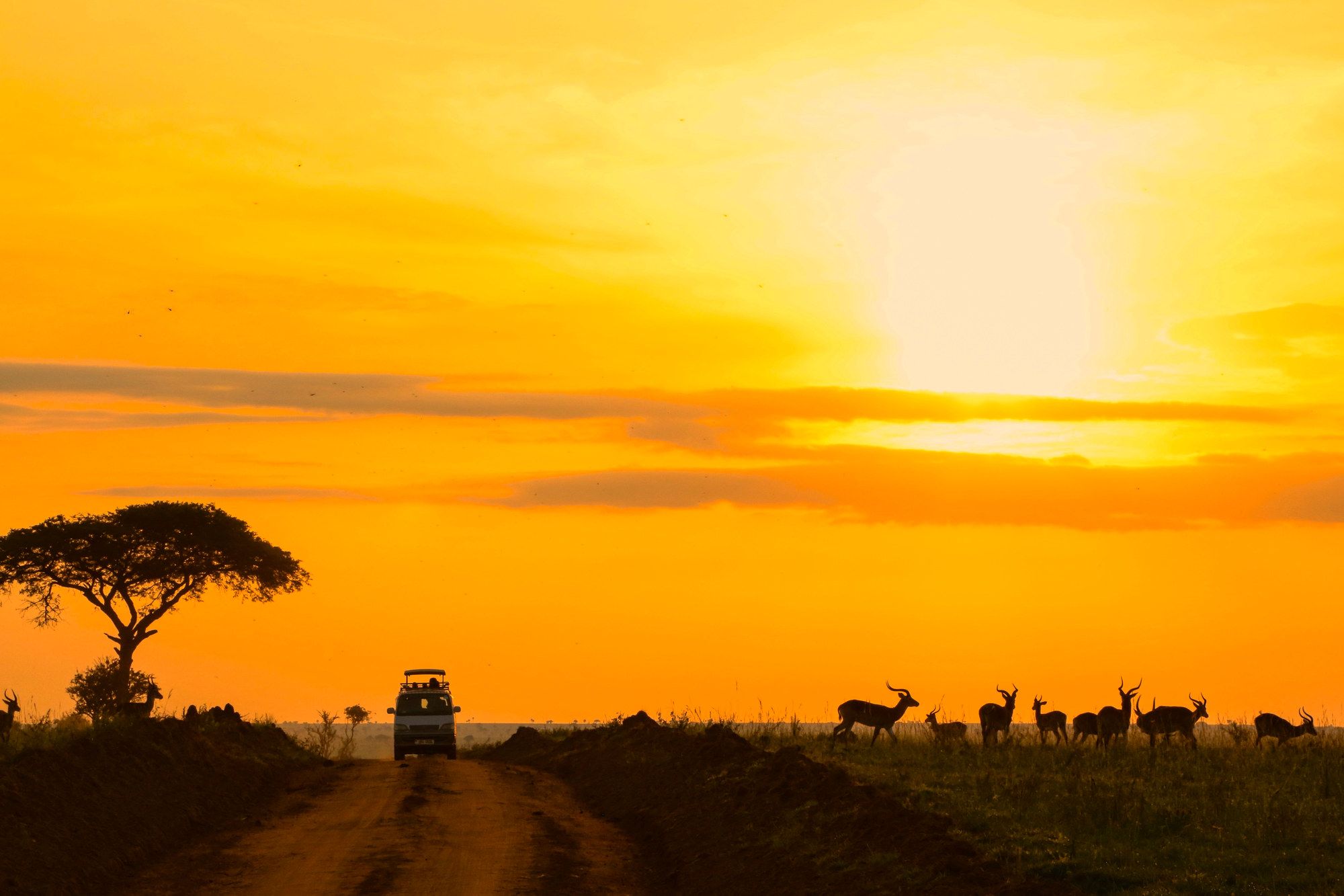 A lone acacia and grazing herd on golden savanna at sunset
